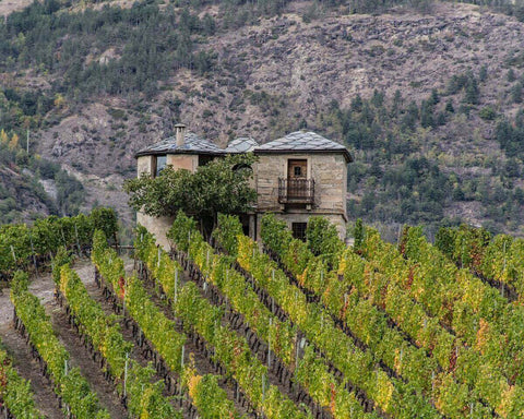 Photo of Valle d'Aosta, high-altitude vineyards with a farm building, and mountains in the background; natural wine, organic wine - primalwine.com