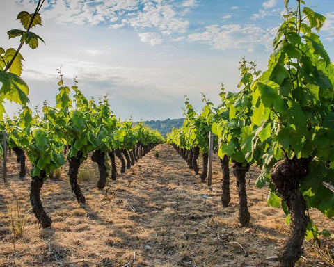 Beaujolais, French Wine Region, Natural Wine, Primal Wine - primalwine.com