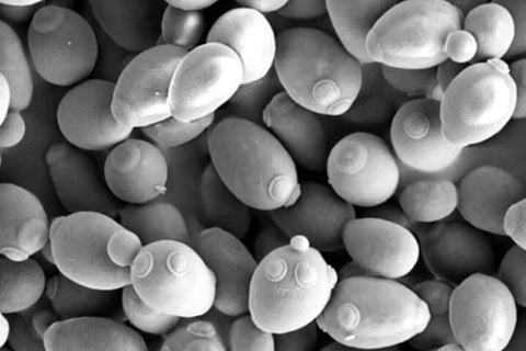 What is yeast, Natural Wine and Winemaking - primalwine.com