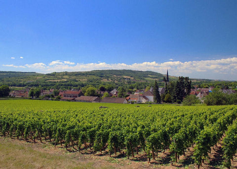 View of some vineyards and buildings in Burgundy, wine region, natural wine, primal wine - primalwine.com