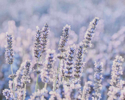 Provence wine, history of wine and winemaking, French wine region, organic wine, natural wine - primalwine.com