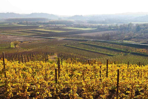 Friuli-Venezia Giulia Landscape, Vineyard, Natural Wine, Organic Wine, Primal Wine - primalwine.com