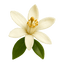 Close-up of a delicate white flower with yellow stamens and green leaves, representing beauty in nature.