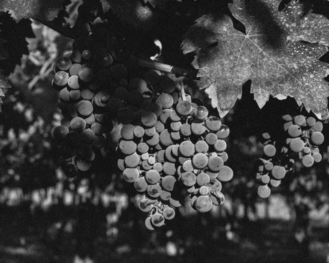 Black and white photo of several grapes and vine leaves in the vineyards, buy natural wine online on Primal Wine online store - primalwine.com
