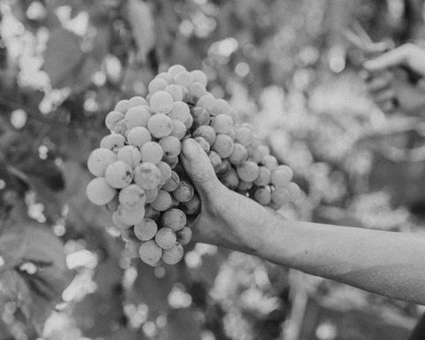 Black and white photo of a hand holding grapes in the vineyards, buy natural wine online on Primal Wine online store - primalwine.com