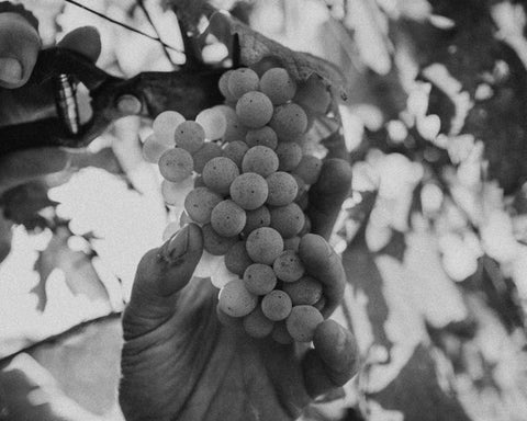 Black and white photo of a hand harvesting grapes in the vineyards, buy natural wine online on Primal Wine online store - primalwine.com