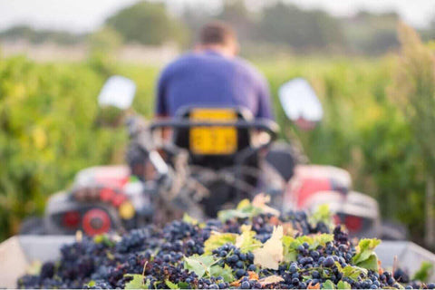Negociant in Natural Wine, a Tractor with a Trail full of Grapes Riding in the Vineyards.