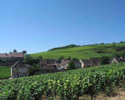 Photos of vineyards and farm houses in Burgundy, natural wine, primal wine - primalwine.com