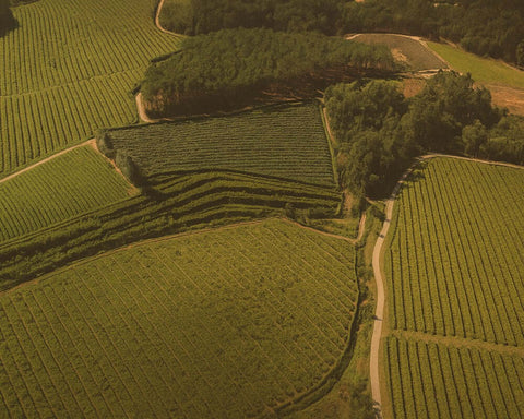 Riaxa Baixas birdseye vineyards - primalwine.com