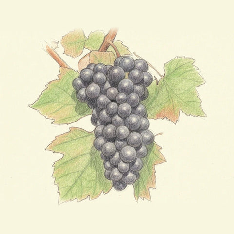 Colored pencil drawing of a bunch of Barbera grapes