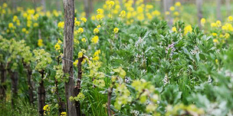 Wine School 101: What is Biodynamic Wine?