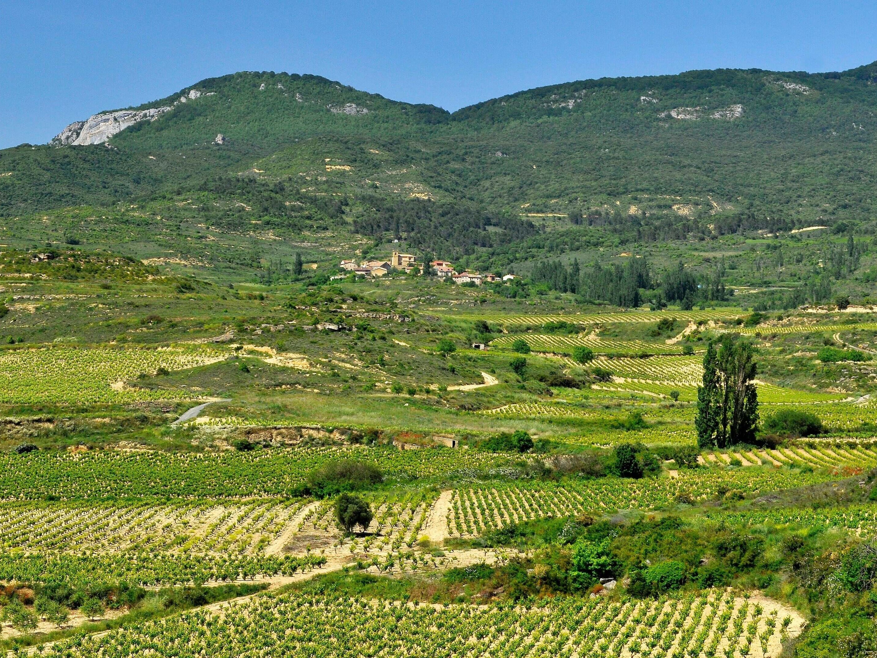 Rioja Wine Region Profile | Spanish Wine Regions – Primal Wine