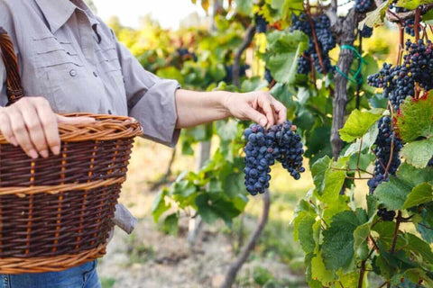 Grape harvest, French wine classifications, Natural Wine, Primal Wine