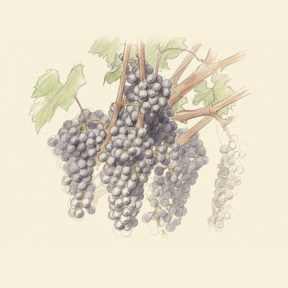 Colored pencil drawing of a bunch of Cabernet Sauvignon grapes