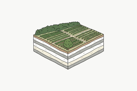 Drawing of a Chablis vineyard cut away to show pale limestone and marl layers