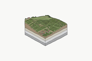 Drawing of the hill of Hermitage, its vine rows cut away to show the soil underneath