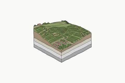 Drawing of the hill of Hermitage, its vine rows cut away to show the soil underneath