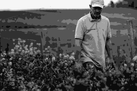 Winemaker Thierry Daulhiac standing among the vines and cover crop at Château Le Payral