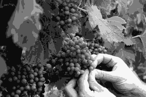 Rachel and Guillaume Hubert inspecting grape clusters in the vineyard at Château Peybonhomme-les-Tours