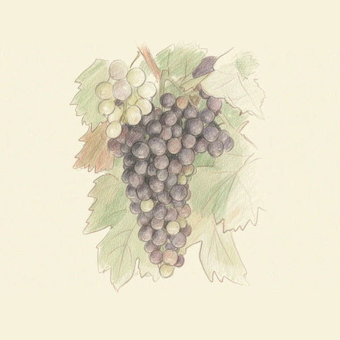 Colored pencil drawing of a bunch of Corvina grapes