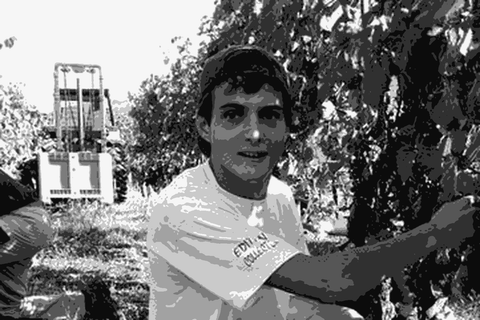 Pierre Baltenweck harvesting in the vineyard at Domaine de Dauliac in Cahors