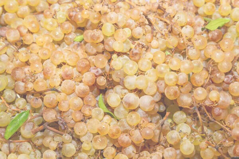 Grapes for a blog on alcoholic fermentation with infographic, natural wine, primal wine - primalwine.com