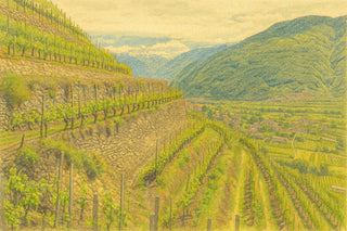 Illustration of a vineyard in Valtellina