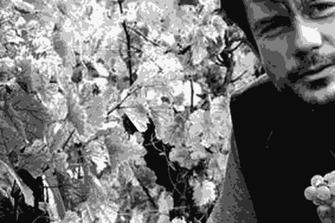Vigneron Eric Kamm kneeling beside an old vine in his Alsace vineyard holding a cluster of grapes