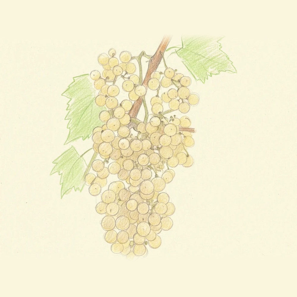 Colored pencil drawing of a bunch of Garganega grapes