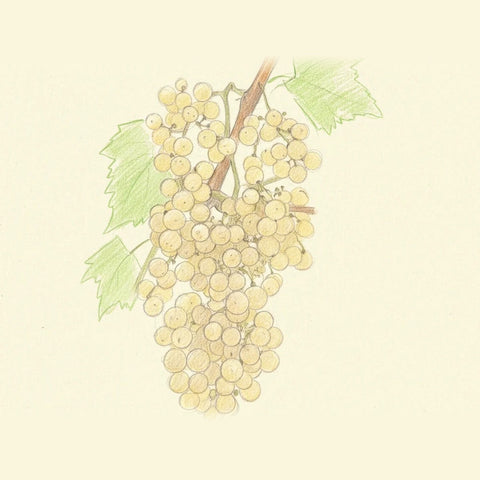 Colored pencil drawing of a bunch of Garganega grapes