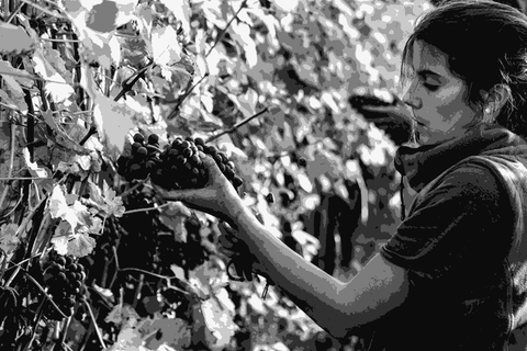 Giulia Negri, the Barolo Girl, tasting grapes in her Serradenari vineyard in La Morra