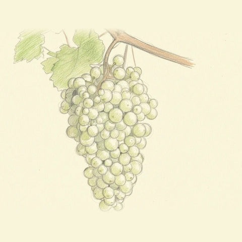 Colored pencil drawing of a bunch of Glera grapes