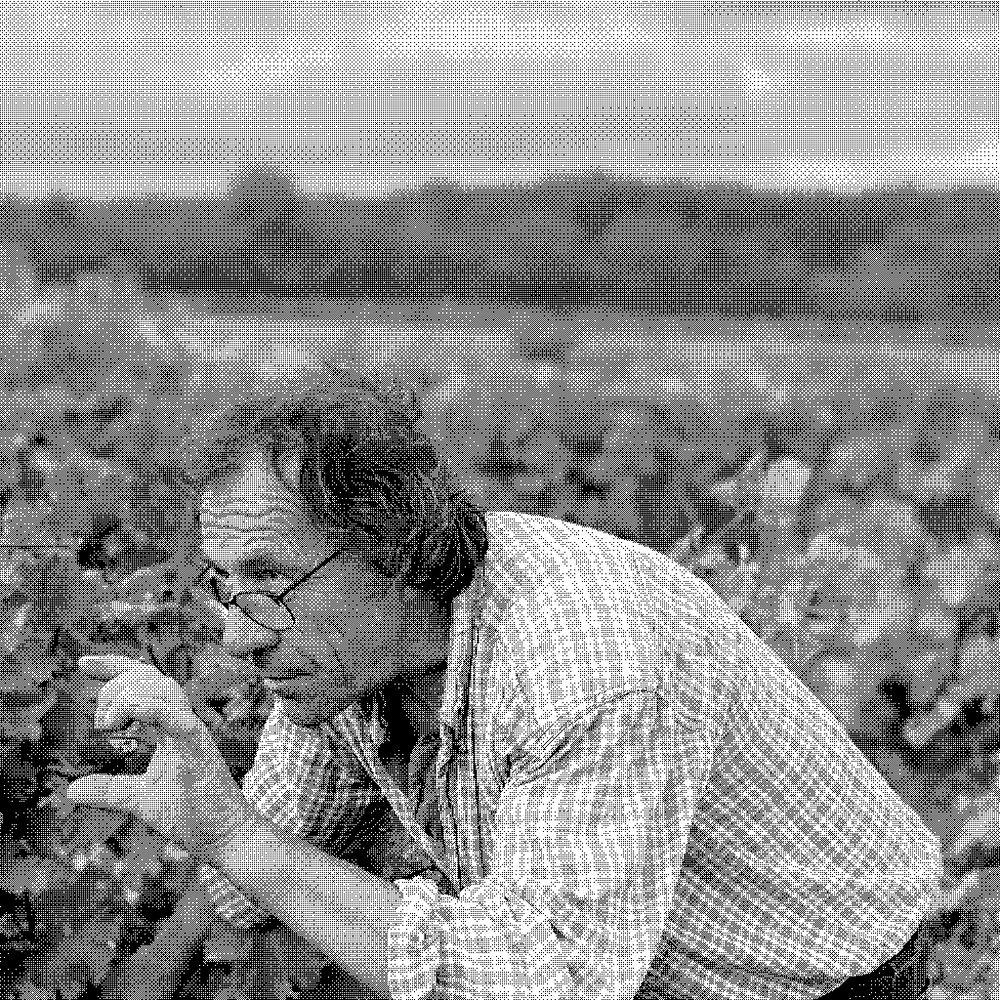 Thierry Hesnault, natural wine producer, tending old vines in his vineyard in Chahaignes, Sarthe, Loire Valley, France