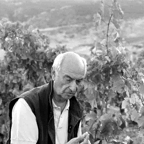 Gaetano Gargano, natural wine producer, inspecting Catarratto grapes in his vineyard at Il Censo in Palazzo Adriano, Sicily