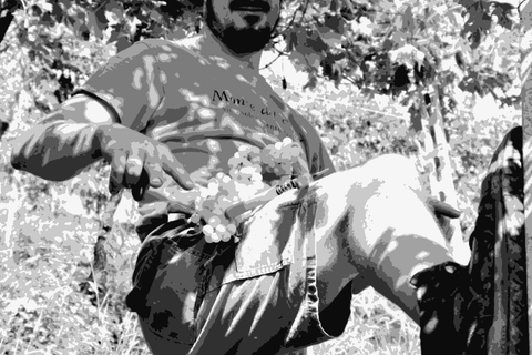 Marco Barba in the vineyard at Gambellara, Veneto, harvesting white grapes
