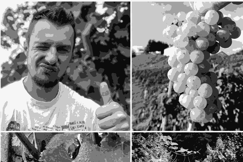 Matija Žerjav, winemaker at Matic Wines, Malečnik, Slovenia