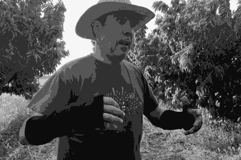 Laureano Serres of Mendall in his orchard in Terra Alta, Catalonia, wearing a straw hat