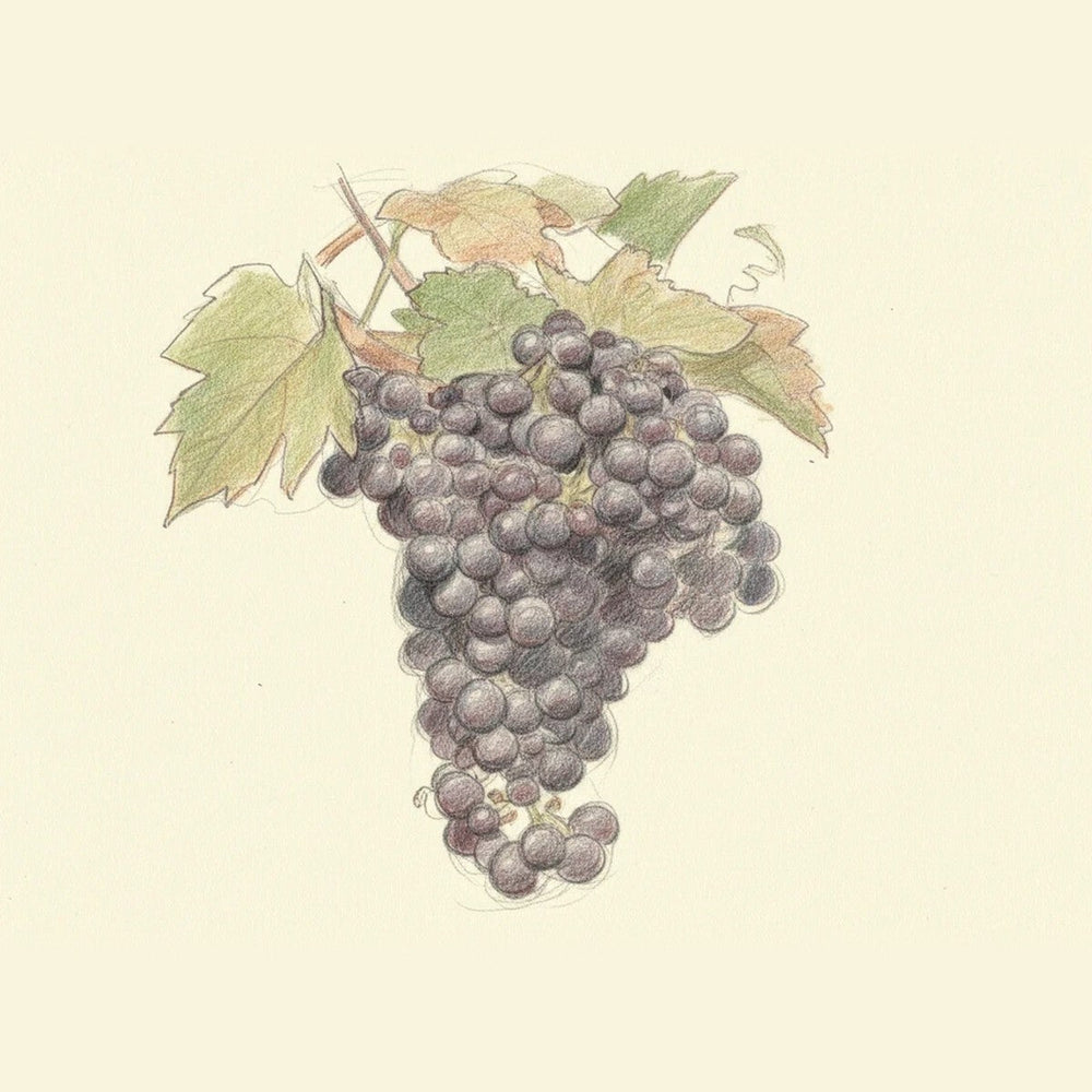 Colored pencil drawing of a bunch of Montepulciano grapes