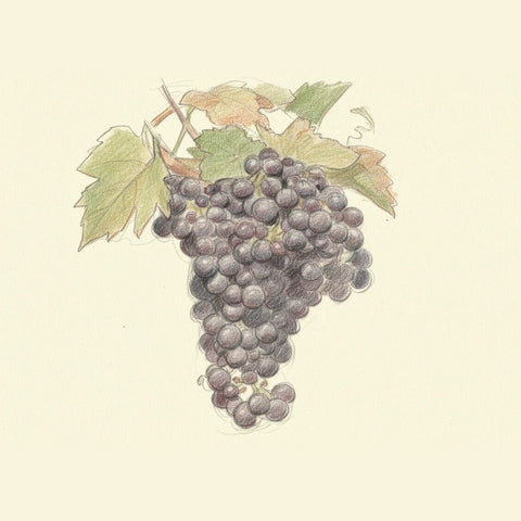 Colored pencil drawing of a bunch of Montepulciano grapes