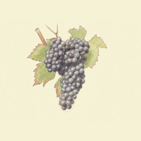Colored pencil drawing of a bunch of Nebbiolo grapes