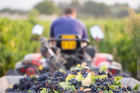 Negociant in Natural Wine, a Tractor with a Trail full of Grapes Riding in the Vineyards.