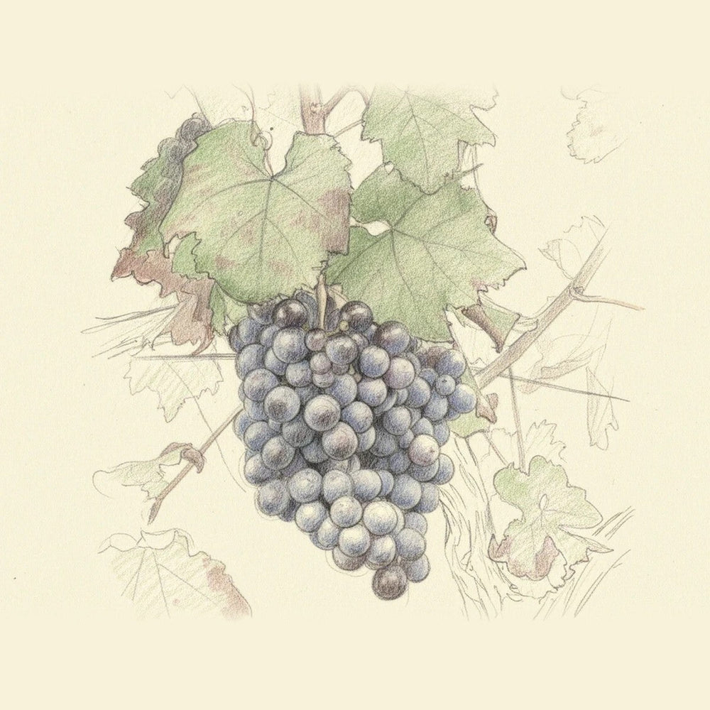 Colored pencil drawing of a bunch of Nerello Mascalese grapes
