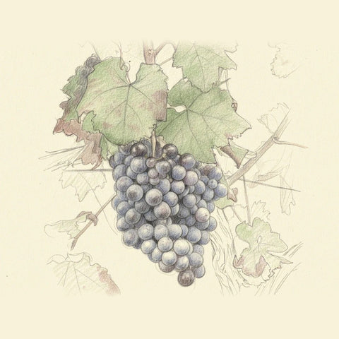 Colored pencil drawing of a bunch of Nerello Mascalese grapes