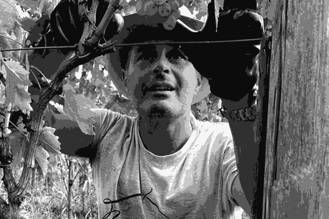Nicola Oteri of Nuzzella harvesting white grapes in his Etna vineyard
