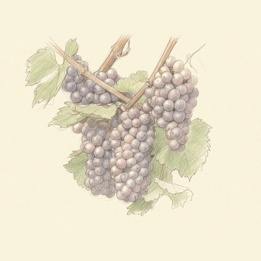 Colored pencil drawing of a bunch of Pinot Gris grapes