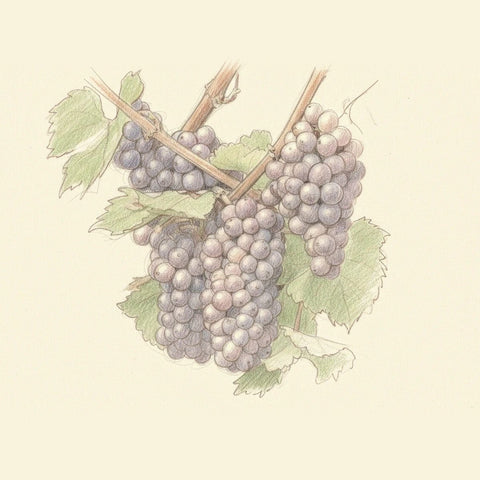 Colored pencil drawing of a bunch of Pinot Gris grapes