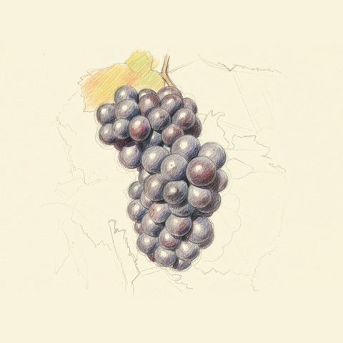 Colored pencil drawing of a bunch of Pinot Noir grapes