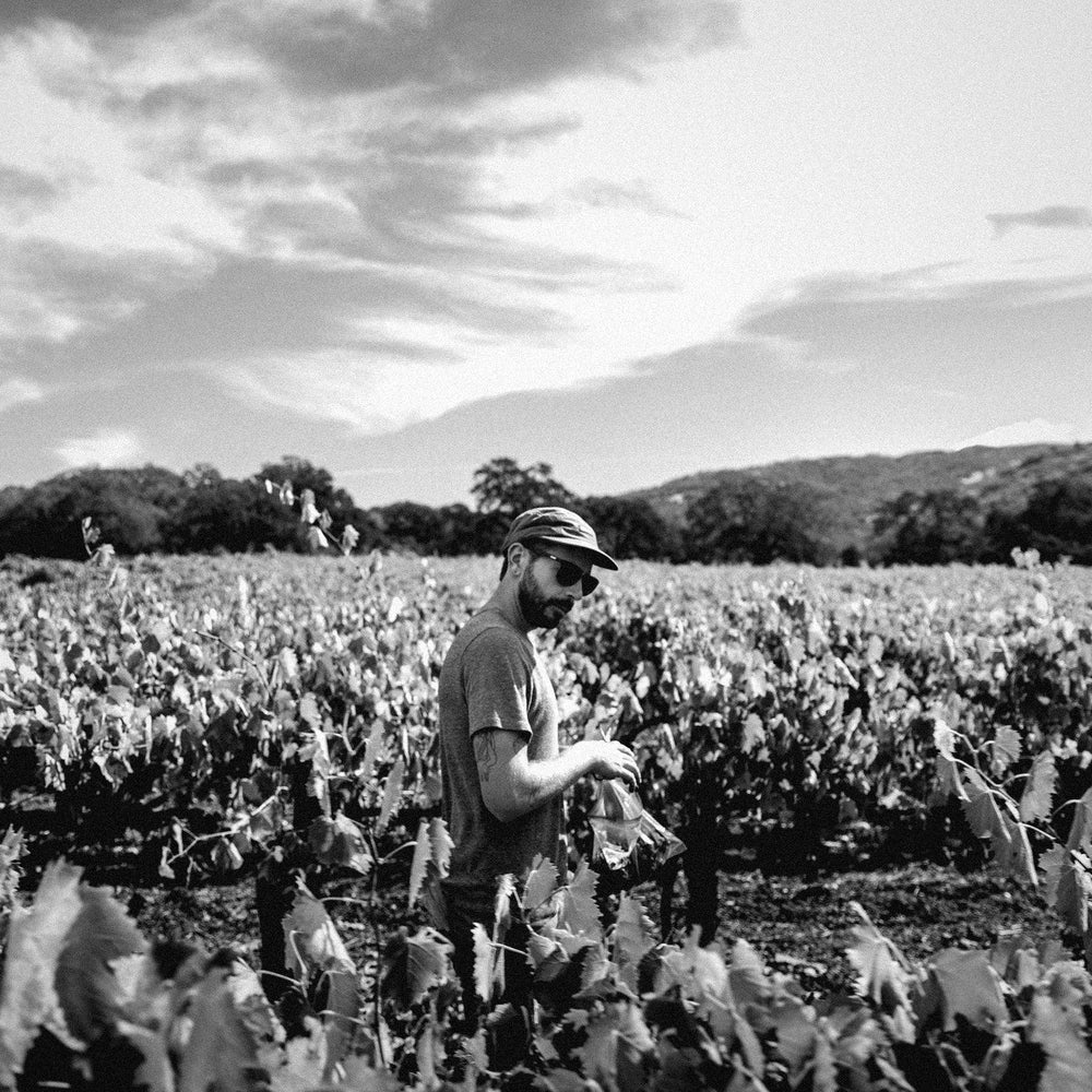 Evan Lewandowski sampling fruit in a Mendocino vineyard, black and white
