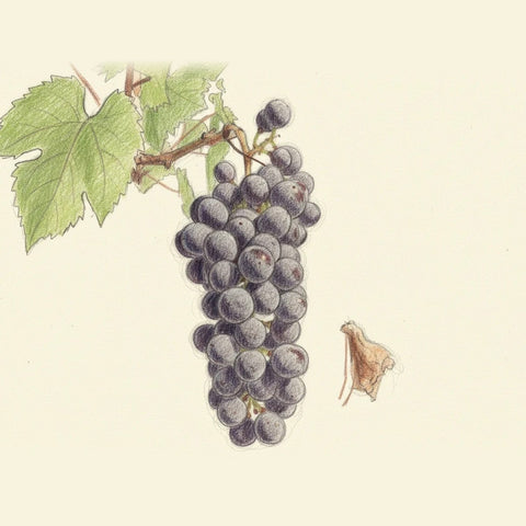 Colored pencil drawing of a bunch of Sangiovese Grosso grapes
