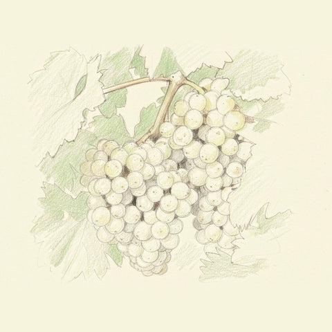Colored pencil drawing of a bunch of Sauvignon Blanc grapes
